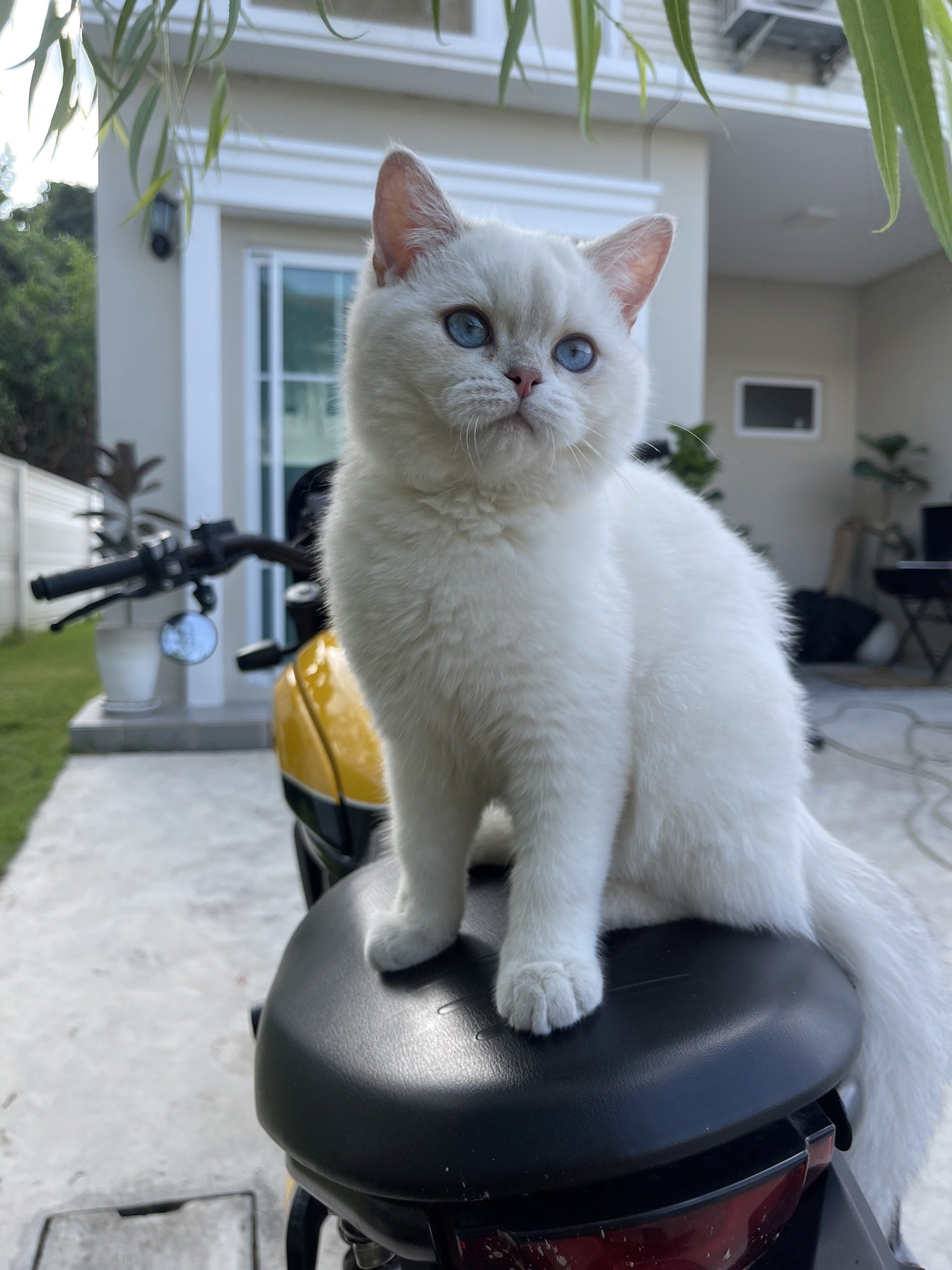 Grey Vodka of La Flora